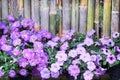 Purple petunia flowers  blooming in garden on bamboo fence background Royalty Free Stock Photo