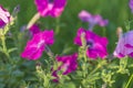 Purple petunia flowers blooming in the garden Royalty Free Stock Photo