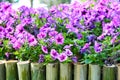 Purple petunia flowers  field blooming with sunshine in the morning and bamboo wood  fence in garden background Royalty Free Stock Photo