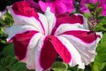 Purple petunia flowers, floral background