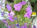 Purple Petunia flowers in the flower bed. Royalty Free Stock Photo