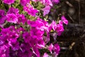 Purple petunia flowers in the garden Royalty Free Stock Photo
