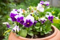 Purple petunia flowers in the garden in Spring time Royalty Free Stock Photo