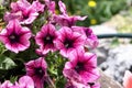 purple petunia flowers in the garden in Spring time Royalty Free Stock Photo