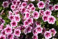 purple petunia flowers in the garden in Spring time. Royalty Free Stock Photo