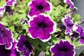 purple petunia flowers in the garden in Spring time Royalty Free Stock Photo