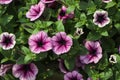 purple petunia flowers in the garden in Spring time. Shallow depth of field Royalty Free Stock Photo