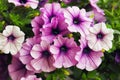 Purple petunia flowers in the garden in Spring time Royalty Free Stock Photo