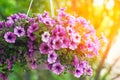 Purple petunia flowers in the garden in Spring time Royalty Free Stock Photo