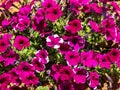 Purple petunia flowers in garden in summer time Royalty Free Stock Photo