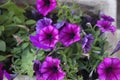 Purple petunia flowers in  garden in summer time Royalty Free Stock Photo