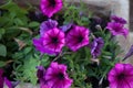 Purple petunia flowers in garden in summer time Royalty Free Stock Photo