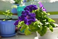 Purple petunia flowers grow in flower pot. Balcony greening with decorative potted plants