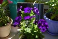 Purple petunia flowers reflect in mirror. Floral composition in small garden on the balcony