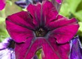 Purple petunia