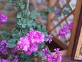 Purple petunia in my garden