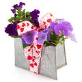 Purple Petunia plants as present Royalty Free Stock Photo