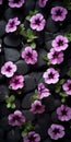 Purple Petunia: A Psychedelic Floral Delight On Black Stone