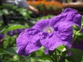 Purple petunia