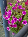 Purple petunia with white outline