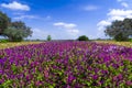 Purple Petunias