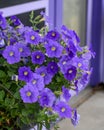 Purple Petunias - Annual Flowers