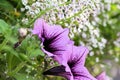 Purple Petunias and Baby`s Breath growing.