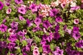 Purple Petunias background Royalty Free Stock Photo