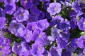 Purple Petunias