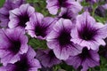 Purple petunias