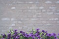 Purple petunias on grey washed brick wall background