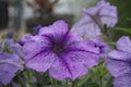 Purple Petunias