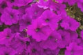 Purple Petunias planter. Garden flowers