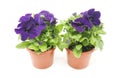 Purple petunias