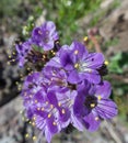 Purple Phacelia brings color to the desert