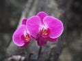 Purple phalaenopsis butterfly orchid. A beautifuly coloured set of wild Orchids. Royalty Free Stock Photo