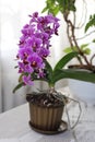 Purple Phalaenopsis calimero, a dwarf orchid