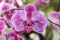 Purple Phalaenopsis cultivars Sogo Yukidian