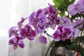 Purple Phalaenopsis cultivars Sogo Yukidian Royalty Free Stock Photo