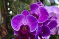 Purple phalaenopsis hybrid moth orchid Royalty Free Stock Photo