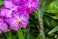 Purple Phalaenopsis or Moth dendrobium orchid flowers in tropical orchid farm Royalty Free Stock Photo
