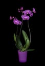 Purple phalaenopsis orchid