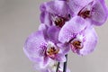 Purple Phalaenopsis orchid flower isolated on light grey background. Close up view of tropical flowers