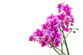 Purple phalaenopsis orchid flower isolated on white Royalty Free Stock Photo
