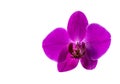 Purple phalaenopsis orchid flower isolated on white background. Very beautiful close-up of Phalaenopsis known as the Moth Orchid o Royalty Free Stock Photo