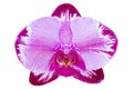 Purple phalaenopsis orchid flower isolated on white Royalty Free Stock Photo