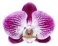 Purple phalaenopsis orchid flower isolated on white Royalty Free Stock Photo