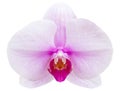 Purple phalaenopsis orchid flower isolated on white Royalty Free Stock Photo