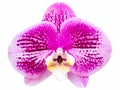 Purple phalaenopsis orchid flower