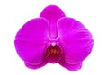 Purple phalaenopsis orchid flower isolated on white